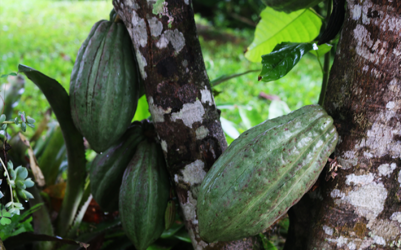 Cacao verde