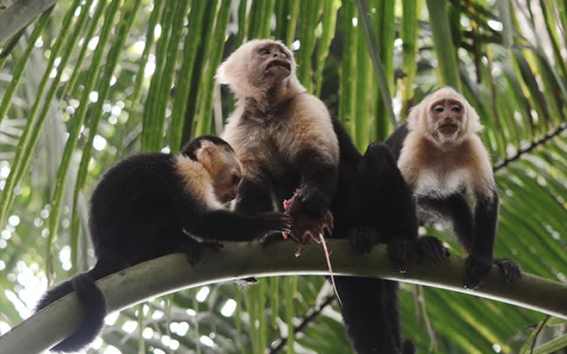 Familia de monos