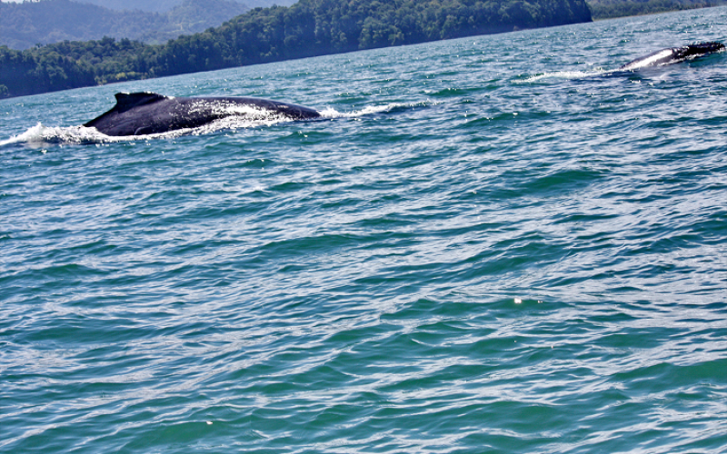 Avistamiento de una ballena