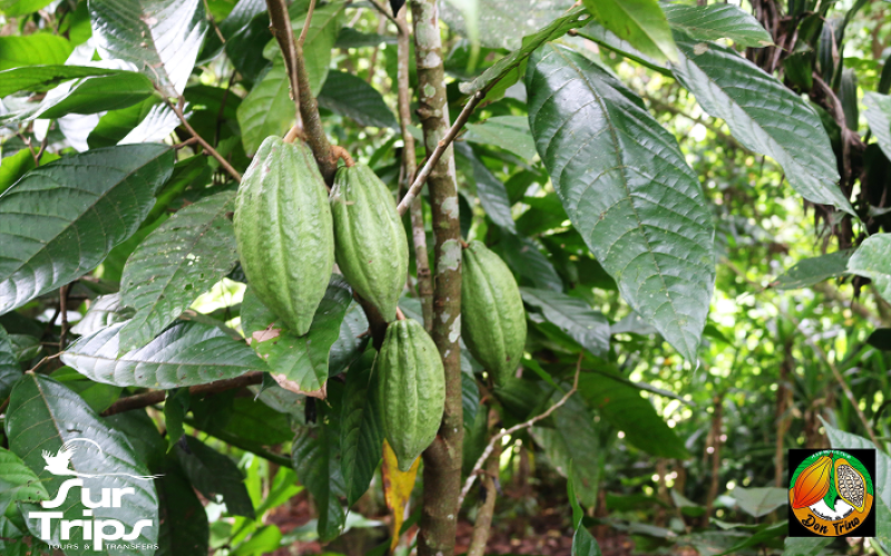 Arbol de cacao
